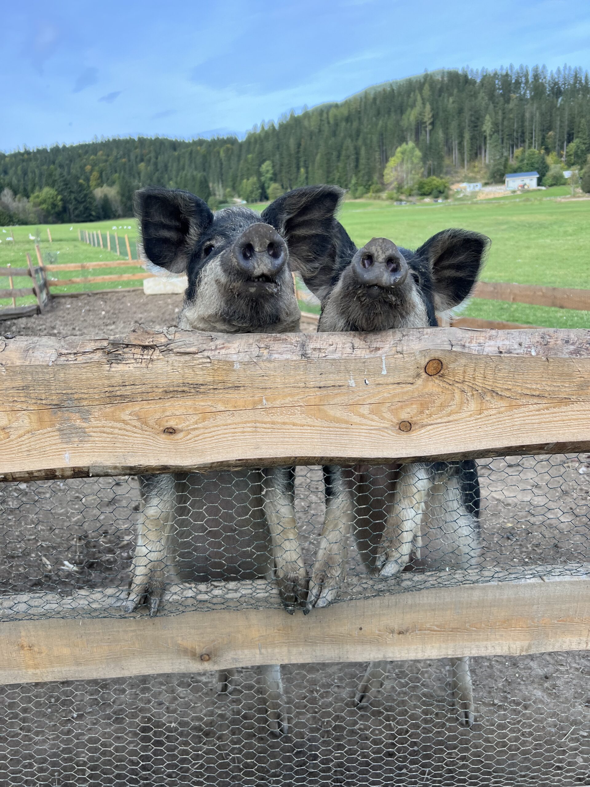 Mangalitza