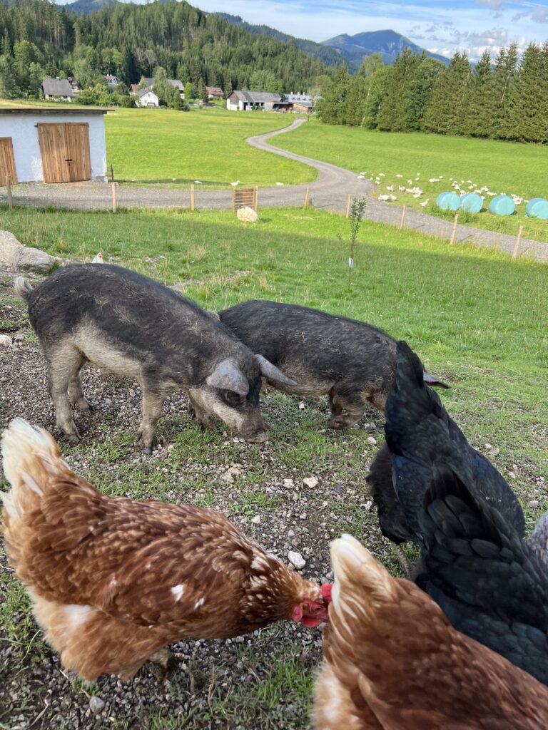 Mangalitza-Woll-Schweine